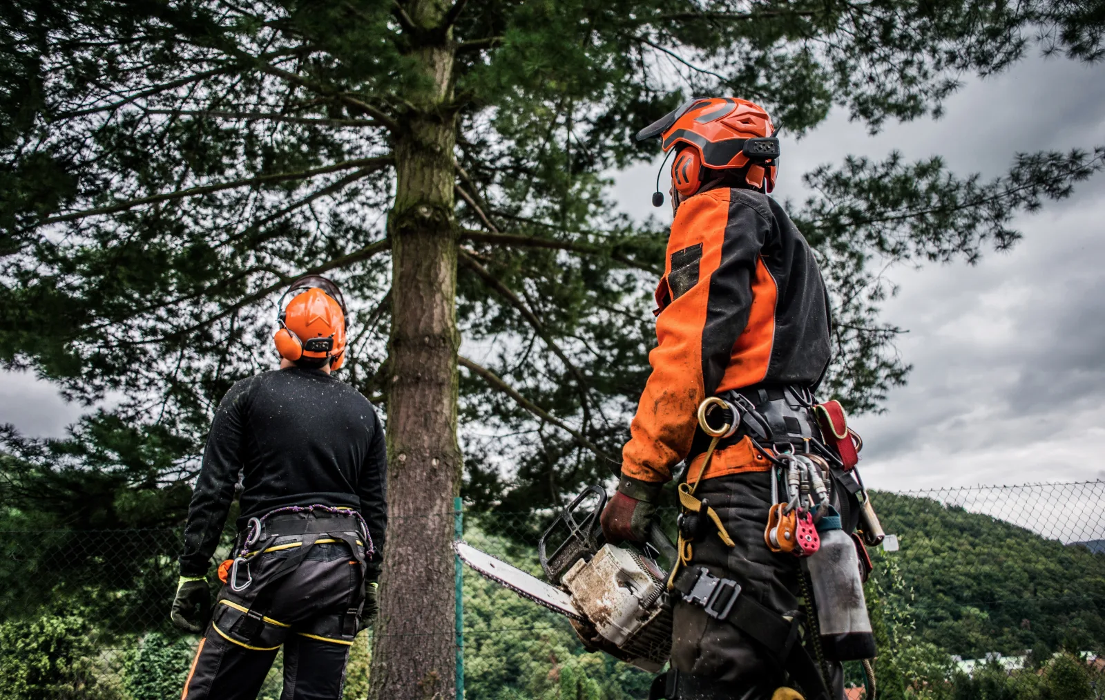 Zwei Baumpfleger mit Schutzausrüstung und Kettensäge am Baum